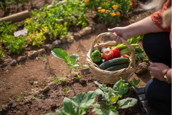 Potager à Octeville-sur-Mer