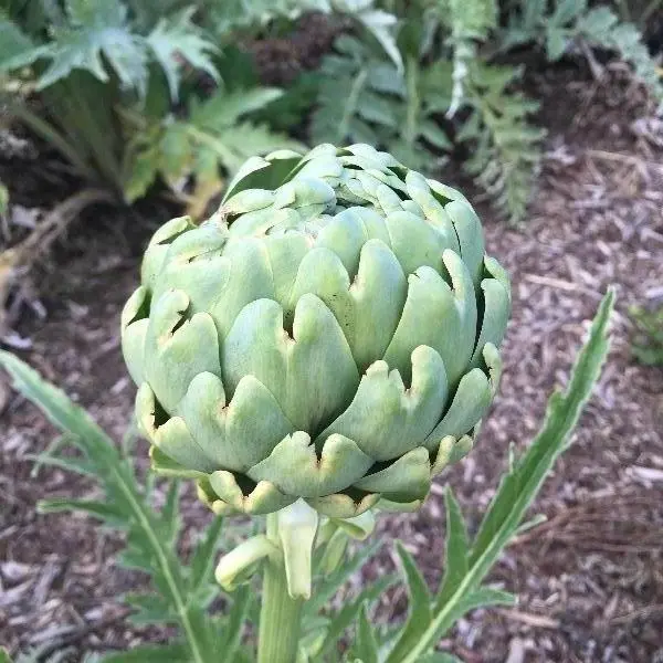 Artichaut