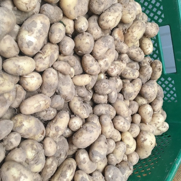 Pomme de terre nouvelle