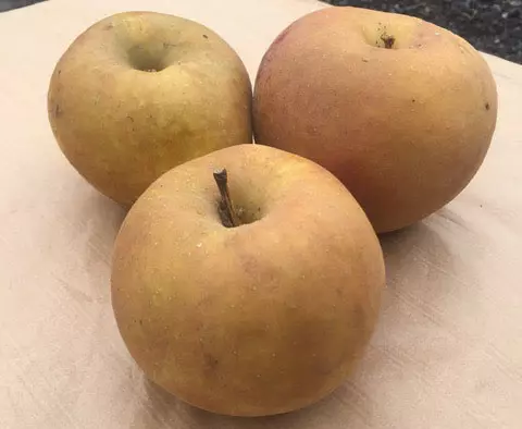 Pomme boskop