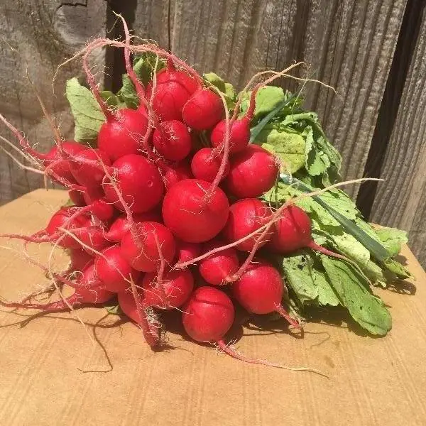 Radis ronds
